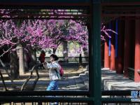 春花爛漫避暑山莊
