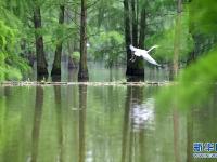 鳥類天堂池杉湖
