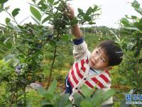 湖北鄂州：蓝莓成熟上市
