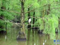 鳥類天堂池杉湖
