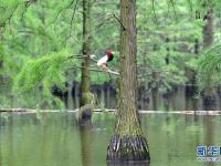 鳥類天堂池杉湖
