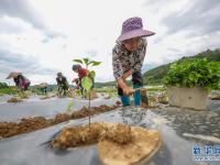 貴州玉屏：辣椒種植助農(nóng)增收
