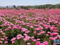 河北承德：芍藥花開引游人
