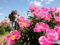 河北承德：芍藥花開引游人
