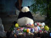 海口：大熊猫过生日