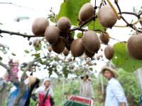 湖南资兴：发展高山猕猴桃产业助农增收