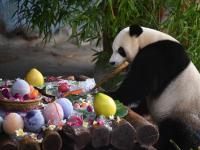 海口：大熊猫过生日