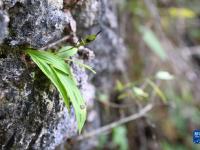 時(shí)隔120多年！我國(guó)再度發(fā)現(xiàn)野生瀕危植物華白及