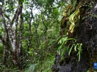 時(shí)隔120多年！我國(guó)再度發(fā)現(xiàn)野生瀕危植物華白及