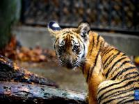 上海動物園里的“中國虎”