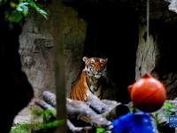 上海動(dòng)物園里的“中國(guó)虎”