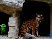 上海動物園里的“中國虎”