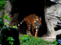 上海動物園里的“中國虎”