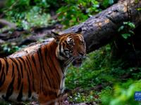 上海動物園里的“中國虎”