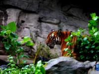 上海動物園里的“中國虎”