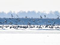 呼和浩特：候鳥翔集海流水庫
