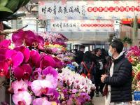 山東青島：“年宵花節(jié)”春意濃
