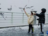 春城昆明迎降雪
