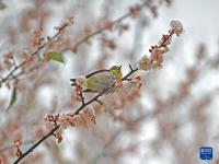 梅花盛放報春來
