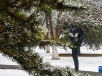 塞外初春迎飛雪
