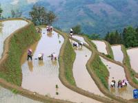 田間地頭“織錦”忙
