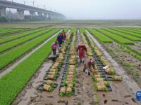 田間地頭“織錦”忙
