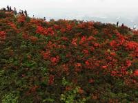 貴州丹寨龍泉山：杜鵑花海景致美
