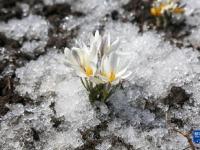 新疆：頂冰花破雪綻放
