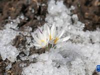 新疆：頂冰花破雪綻放
