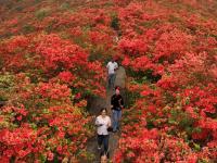 貴州丹寨龍泉山：杜鵑花海景致美
