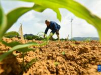 田間地頭“織錦”忙
