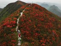 貴州丹寨龍泉山：杜鵑花海景致美
