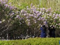 丁香花開(kāi)綻芬芳
