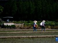 上海：立夏耕種忙
