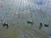 海南：海上造林 修復(fù)生態(tài)
