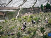 寧夏西吉：植綠山塬 涵養(yǎng)生態(tài)
