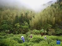 武夷山繁忙制茶季
