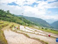 重慶豐都：夏耕美景入畫來
