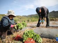 種下萬(wàn)壽菊 等待芬芳來(lái)
