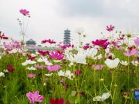 芬芳夏日
