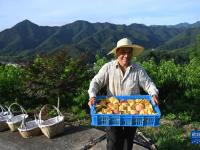 浙江奉化：水蜜桃熟了
