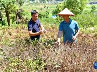 福建寧德：抗旱護茶園
