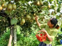 四川華鎣：特色水果助農(nóng)增收