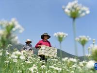 山東沂源：韭花盛開采收忙
