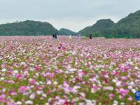 貴州花溪：農旅融合促振興
