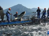 浙江：千島湖巨網(wǎng)捕魚(yú)迎豐收
