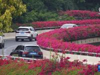 南寧：鮮花扮靚城市
