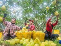 湖南道县：“柚”迎丰收富农家
