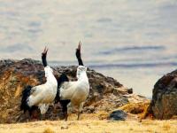 越冬黑頸鶴陸續飛抵云南大山包自然保護區
