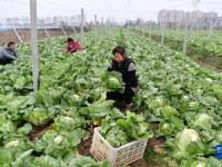 合肥：采收蔬菜供应市场
